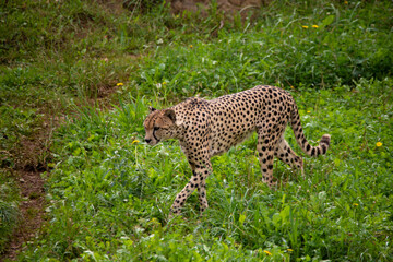 Fototapeta na wymiar Male cheetah watching and looking for a prey to feed on