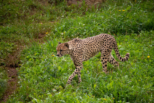 Male cheetah watching and looking for a prey to feed on