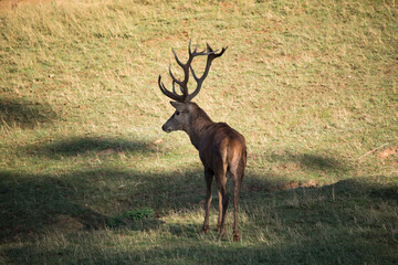 Male deer at the time of bellowing or bellowing in heat and chasing another deer.