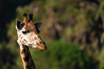 Medium shot of a posing giraffe