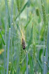 Covered smut of barley is caused by the fungus Ustilago hordei. The disease is found worldwide and it is more extensively distributed than either loose smut or false loose smut. A serious disease.