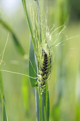 Covered smut of barley is caused by the fungus Ustilago hordei. The disease is found worldwide and it is more extensively distributed than either loose smut or false loose smut. A serious disease.