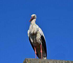 white stork in the nest