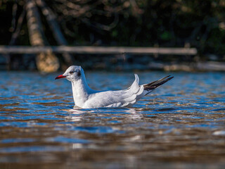 Lonely Sea Gull at the Munich Isar River