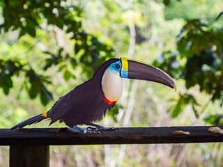 Tucan