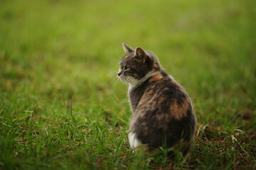 Naklejka na ściany i meble Tortoiseshell cat sitting in a spring garden. Pale grey tricolor kitty portrait in fresh green grass