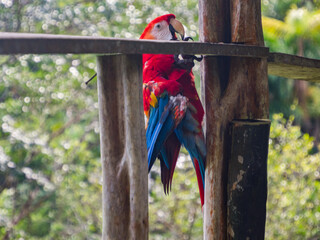 Scarlet Macaws, Amazonia