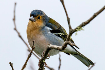 Fototapeta premium Madeiran chaffinch (Fringilla coelebs maderensis), male. Madeira island