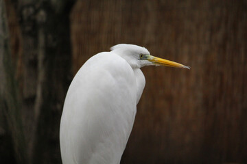 Great Egret with beautiful feathers is standing.
