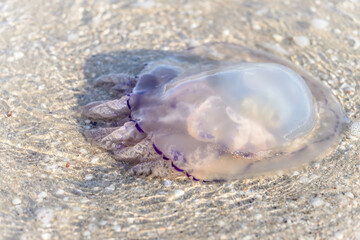 Fototapeta na wymiar Jellyfish in the sea near the beach