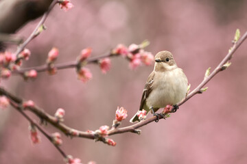 A nightingale on a flowering peach branch with pink buds. Copy space.