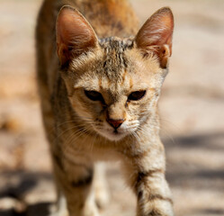 close-up portrait of surprised tabby cat 
