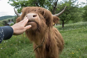 scottish highland cow with horns licks human hand