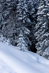 Fototapeta na wymiar Untouched snow and white pine trees in alpine forest