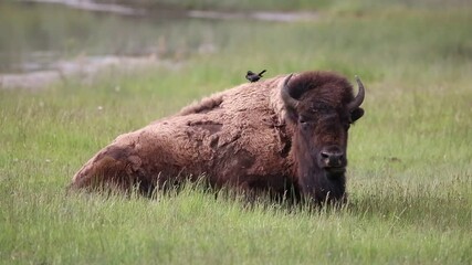Bison with birds on back
