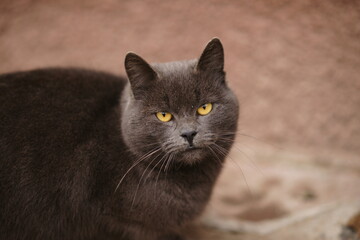 Close up face of an grey British cat outdoor