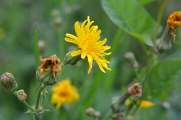 It grows in nature yellow-field thistle (Sonchus arvensis).