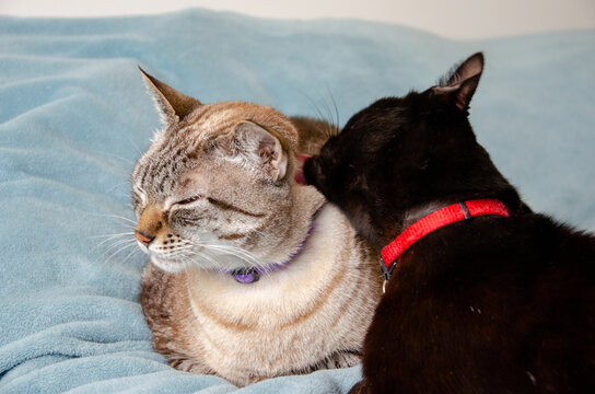 Two Cats Grooming Each Other