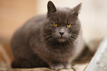 Grey British cat is sitting near the house. Cat portrait outdoors