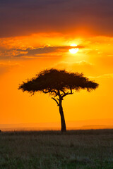 Acacia tree under the African sun in the Maasai Mara, Kenya
