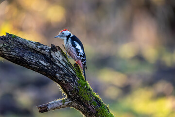 A middle-spotted woodpecker in a little forest at the Mönchbruch pond looking for food on a branch of a tree at a sunny day in winter. Beautiful blurred bokeh caused by the sun shining through trees.