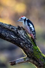 A middle-spotted woodpecker in a little forest at the Mönchbruch pond looking for food on a branch of a tree at a sunny day in winter. Beautiful blurred bokeh caused by the sun shining through trees.