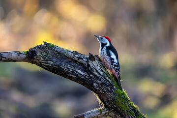 A middle-spotted woodpecker in a little forest at the Mönchbruch pond looking for food on a branch of a tree at a sunny day in winter. Beautiful blurred bokeh caused by the sun shining through trees.