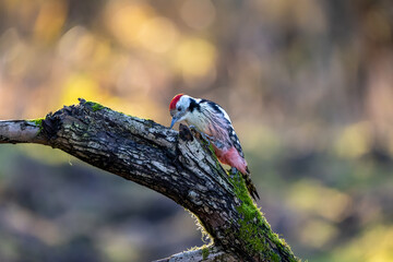 A middle-spotted woodpecker in a little forest at the Mönchbruch pond looking for food on a branch of a tree at a sunny day in winter. Beautiful blurred bokeh caused by the sun shining through trees.