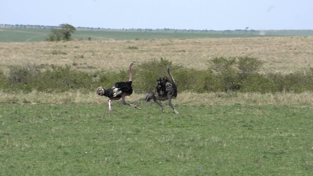  Male ostrich runs after the female to mate then gives up