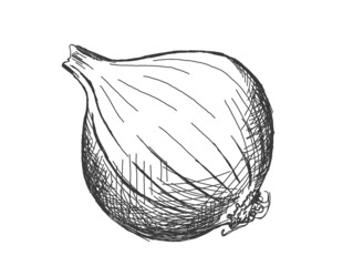 illustration of onion drawn by line, isolated on white background. Sticker, image for menu, packaging, design element.