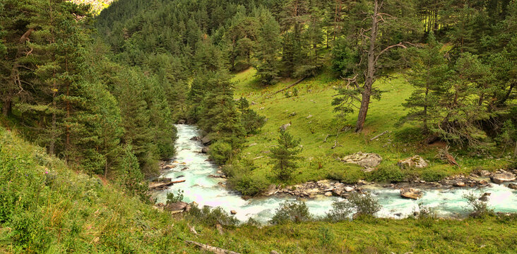 Altitude zone in the mountains. Zone of coniferous forest and valley of a stormy mountain stream. Caucasian pine (Pinus hamata). Greater Caucasus