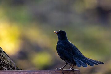 A black bird in a little forest at the Mönchbruch pond, a natural reserve in Hesse Germany. Looking for food in winter.