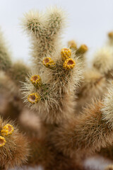 Blooming cactus in Joshua Tree
