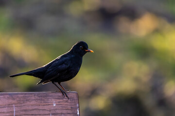 A black bird in a little forest at the Mönchbruch pond, a natural reserve in Hesse Germany. Looking for food in winter.