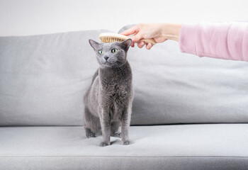 Woman's hand is brushing Russian blue cat on a grey sofa