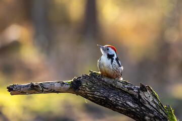 A middle-spotted woodpecker in a little forest at the Mönchbruch pond looking for food on a branch of a tree at a sunny day in winter. Beautiful blurred bokeh caused by the sun shining through trees.
