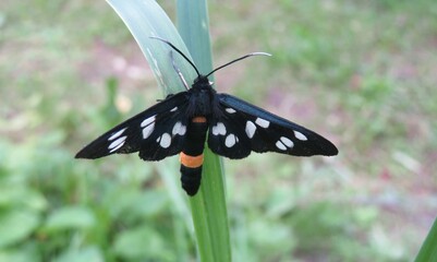 Beautiful black amata butterfly on a green plant in the wild - Powered by Adobe