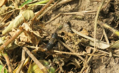 Brown cricket on the ground near the hole