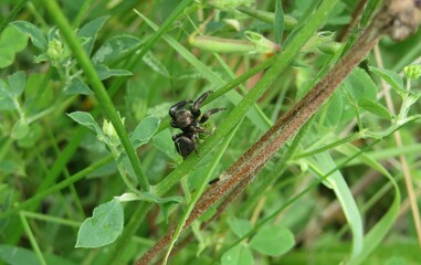 Jumping spider on green grass background