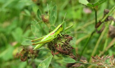 Green grasshopper sitting on clover flower in autumn season