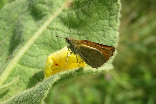 Brown skipper butterfly on a yellow verbascum flower in the field, closeup