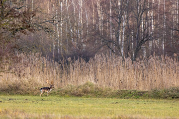A group of fallow deers walking on a meadow next to a forest at the so called M&ouml;nchbruch natural reserve a sunny day in winter in Hesse, Germany. 