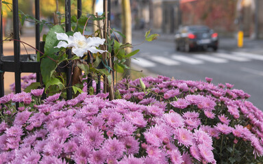 Fototapety na wymiar - Fototapeta24.pl