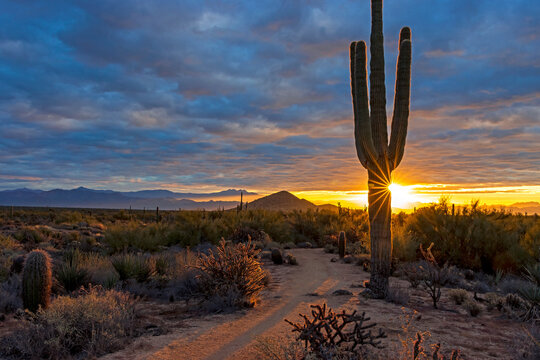 Sunburst Behind A Cactus  Along  A Desert Hiking Trail In Arizona