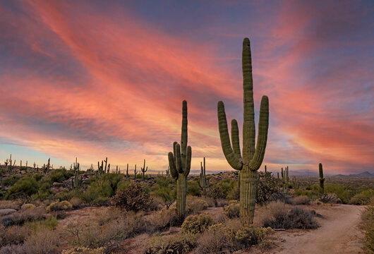 Colorful Morning Sky With Cactus In The Arizona Desert © Ray Redstone