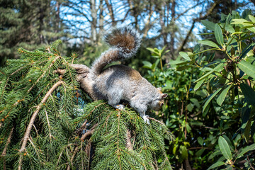 View of a fuzzy, brown squirrel sitting on a pine tree branch in the Pacific Northwest on a bright, sunny day