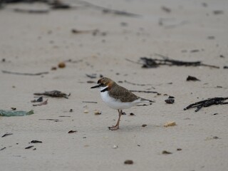 Collared plover (Charadrius collaris) Charadriidae family. Location:Praia de Lua, Manaus