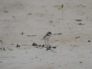 Collared plover (Charadrius collaris) Charadriidae family. Location:Praia de Lua, Manaus
