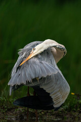 The grey heron (Ardea cinerea)