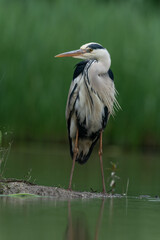 The grey heron (Ardea cinerea)
